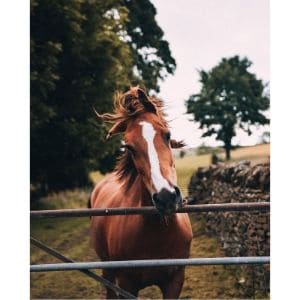 Love-This-Horse-Equine-Rescue