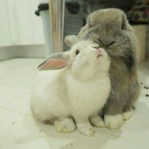Lucky-Bunny-Rabbit-Rescue