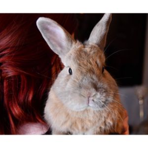 Luv-a-Bun-Rabbit-Rescue