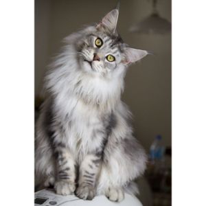Maine-Coon-Rescue