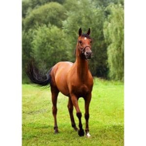 Maryland-Horse-Rescue