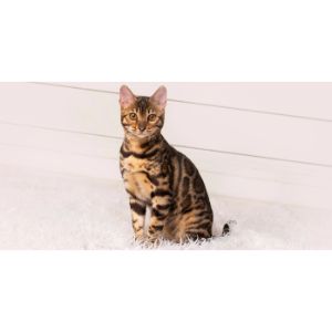 Massachusetts-Bengal-Rescue