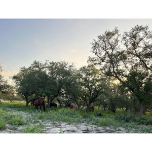 Meadow-Haven-Horse-Rescue