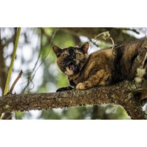 Meow-Cat-Rescue