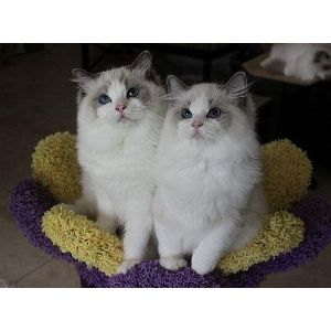 Merlins-Hope-Ragdoll-and-Maine-Coon-Rescue