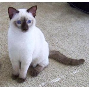 Michigan-Siamese-Rescue