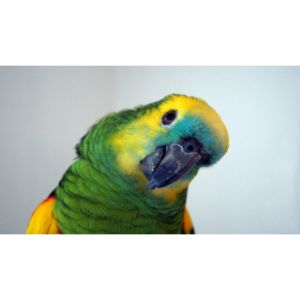 Mickaboo-Companion-Bird-Rescue