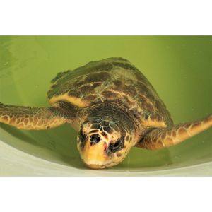 Mid-Atlantic-Turtle-Tortoise-Society