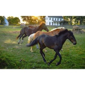 MidAtlantic-Horse-Rescue