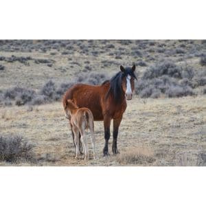 Midwest-Horse-Welfare-Foundation