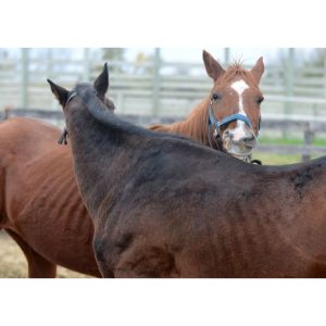 Missouri-Forget-Me-Not-Horse-Rescue-and-Sanctuary
