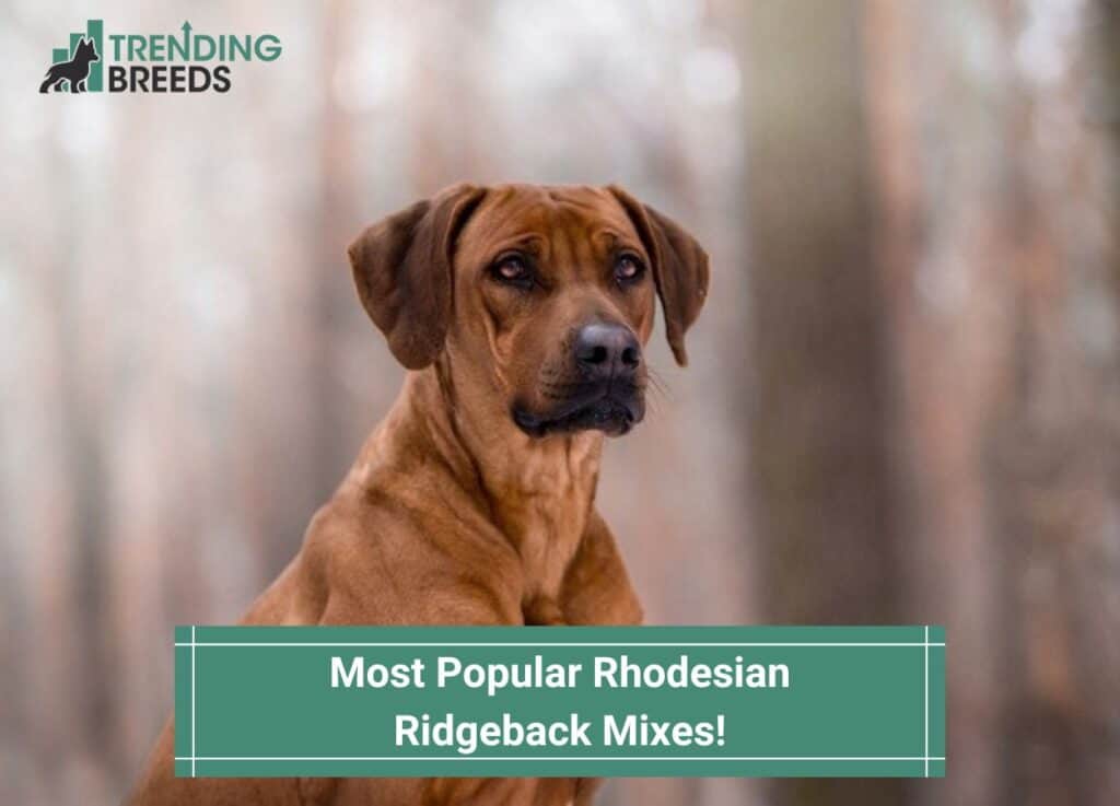 Most-Popular-Rhodesian-Ridgeback-Mixes-template