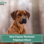 Most-Popular-Rhodesian-Ridgeback-Mixes-template