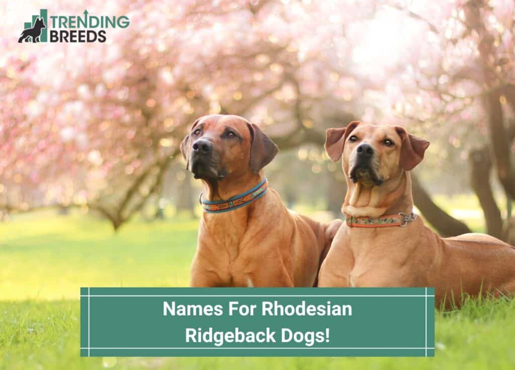 Names-For-Rhodesian-Ridgeback-Dogs-template