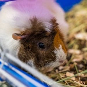 National-Guinea-Pig-Rescues