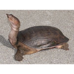 Navarre-Beach-Sea-Turtle-Conservation-Center