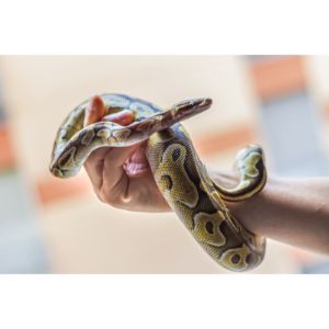 New-England-Herpetological-Society