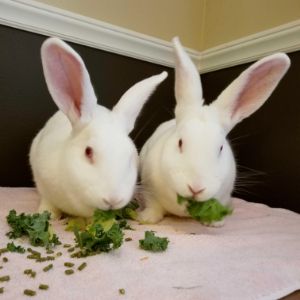 New-Hanover-County-Rabbit-Rescue
