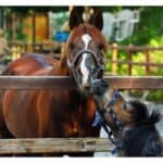 The 10 Best Horse Rescues in Pennsylvania (PA)! (2024)