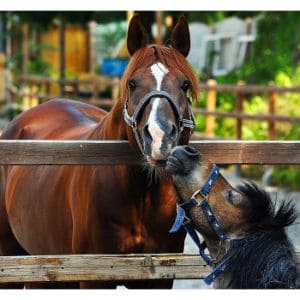 New-Vocations