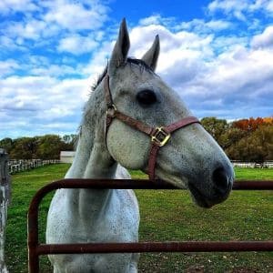 New-York-Horse-Rescue