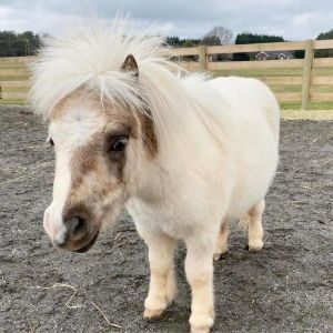 Northeast-Miniature-Horse-Club