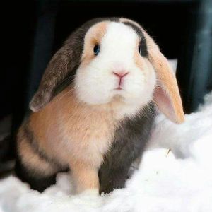 Notable-Rabbit-Rescues