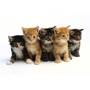 OCSP-Cat-Rescue