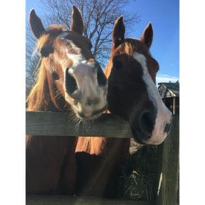 Oakdale-Equine-Rescue