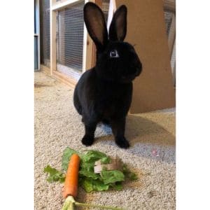 Ohio-House-Rabbit-Rescue