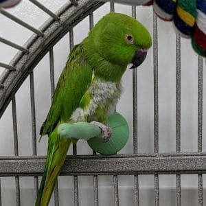 Olive-Branch-Parrot-Rescue