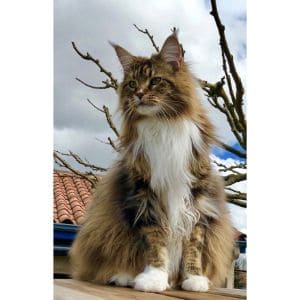 Only-Maine-Coons-Rescue