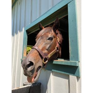 Oregon-Horse-Rescue