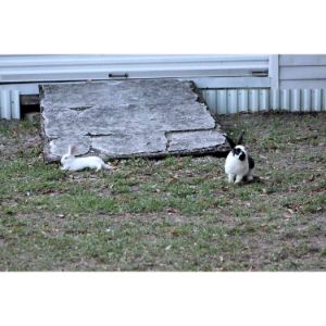 Orlando-Rabbit-Care-and-Adoptions