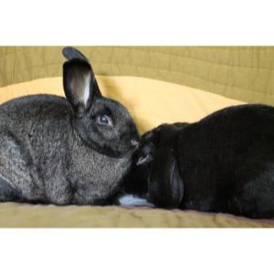 Oscars-Rabbit-Rescue