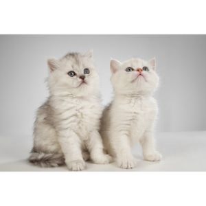 Other-Ways-to-Find-and-Adopt-Persian-Cats