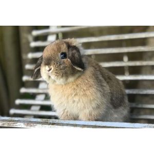 PAWSibilities-Animal-Rescue