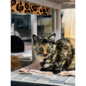 PAWSitively-Cats