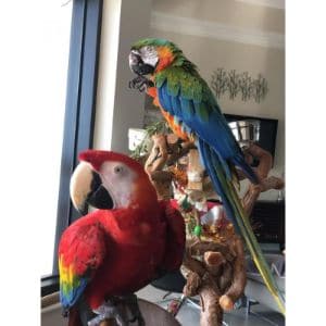 Palm-Beach-Parrot-Bird-Rescue