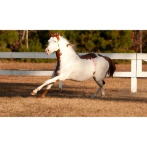 Palmetto-Equine-Awareness-Rescue-League