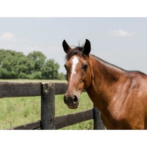 Panhandle-Safe-Hayven-Equine-Rescue