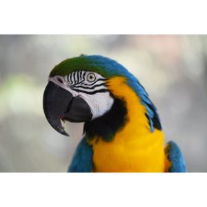 Parrot-Hope-Rescue