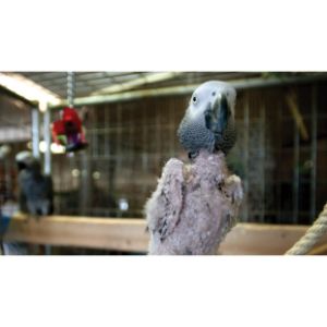 Parrot-Rescue-New-York