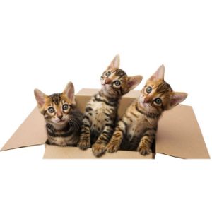 Pet-Adoptions-Network-–-Bengal-Cats