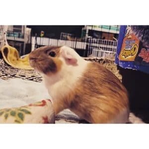 Piggy-Haven