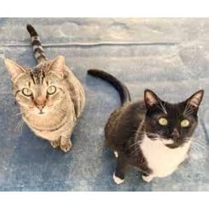 Pitter-Patter-Feline-Rescue-Inc