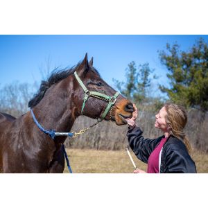 RE-RIDE-Quarter-Horse-Adoption-Program