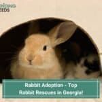 The Top 8 Rabbit Rescues in Georgia! (2023)