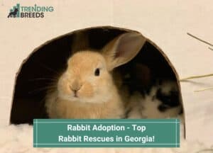 Rabbit-Adoption-Top-Rabbit-Rescues-in-Georgia-template