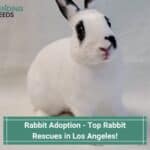 Rabbit-Adoption-Top-Rabbit-Rescues-in-Los-Angeles-template